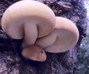  Agrocybe cylindracea